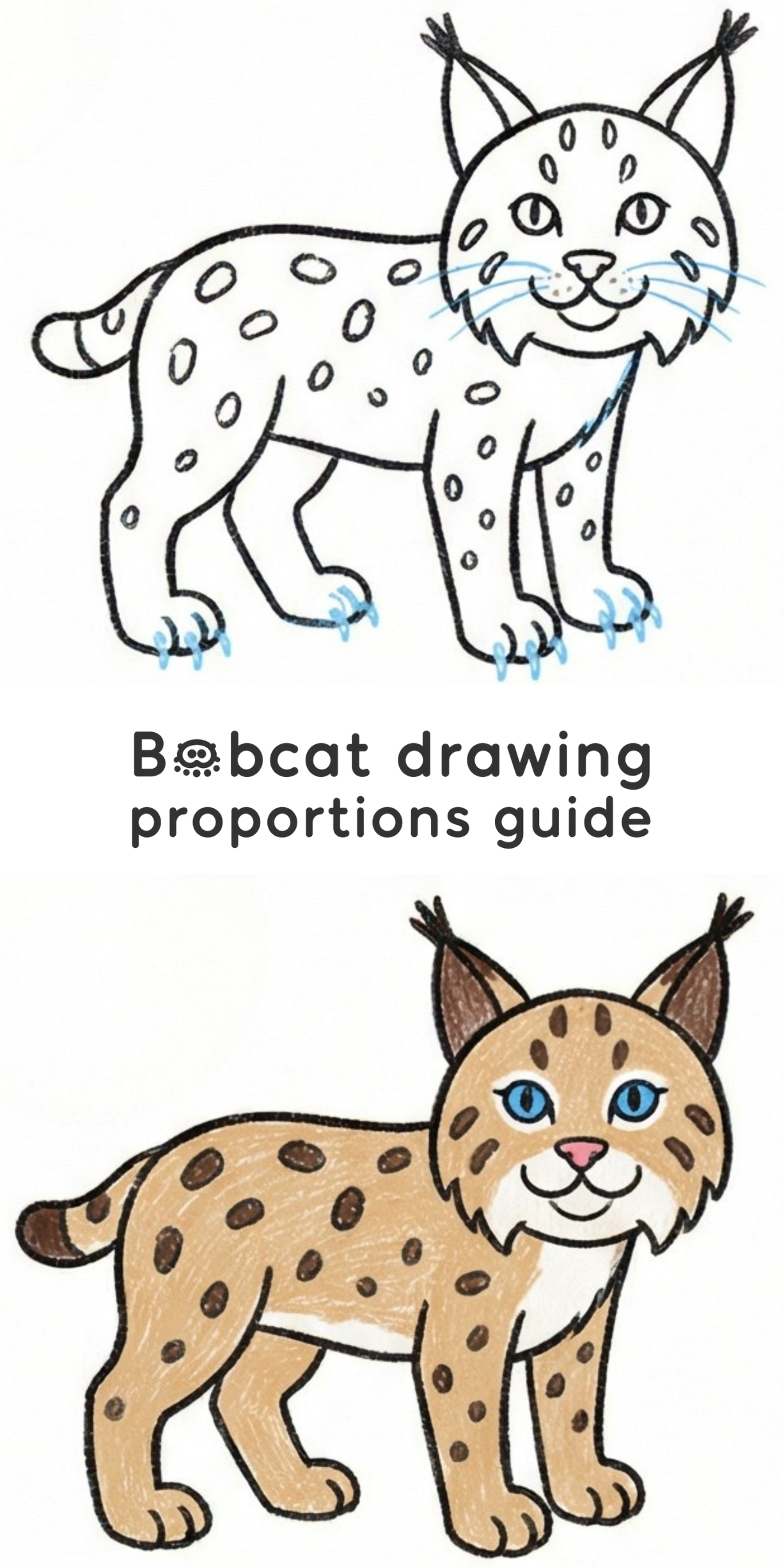 Bobcat Drawing Proportions Guide for Artists (in 6 steps)