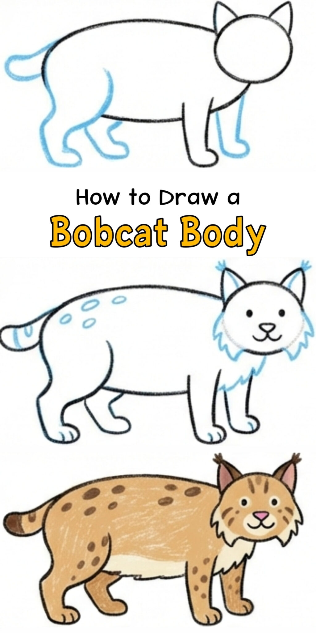 How to Draw a Bobcat Body Step by Step for Beginners