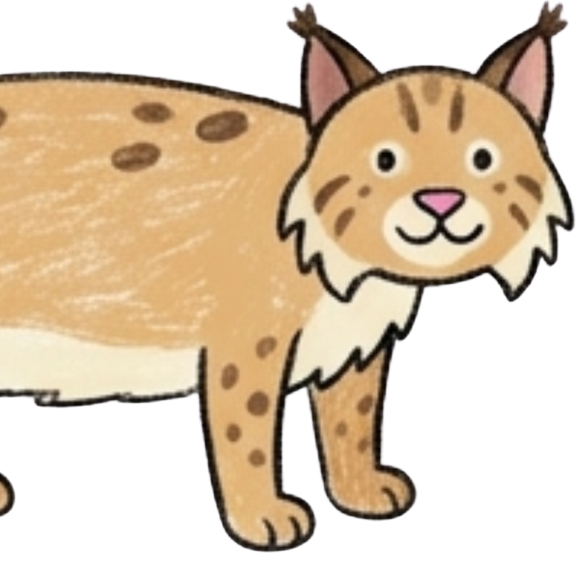 How to Draw a Bobcat Body Step by Step for Beginners