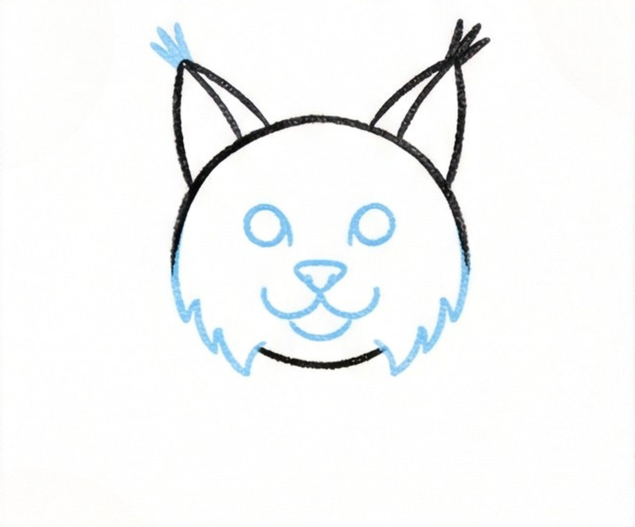 Bobcat Drawing Proportions Guide for Artists (in 6 steps)