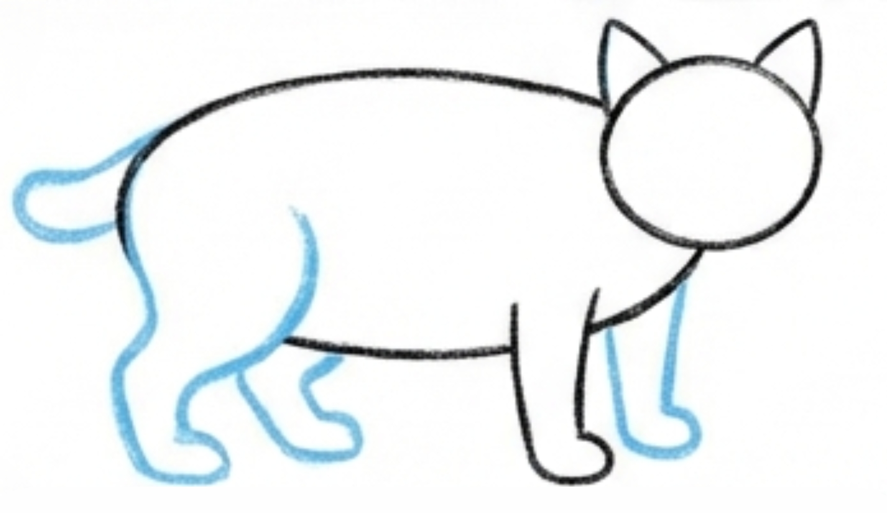 How to Draw a Bobcat Body Step by Step for Beginners