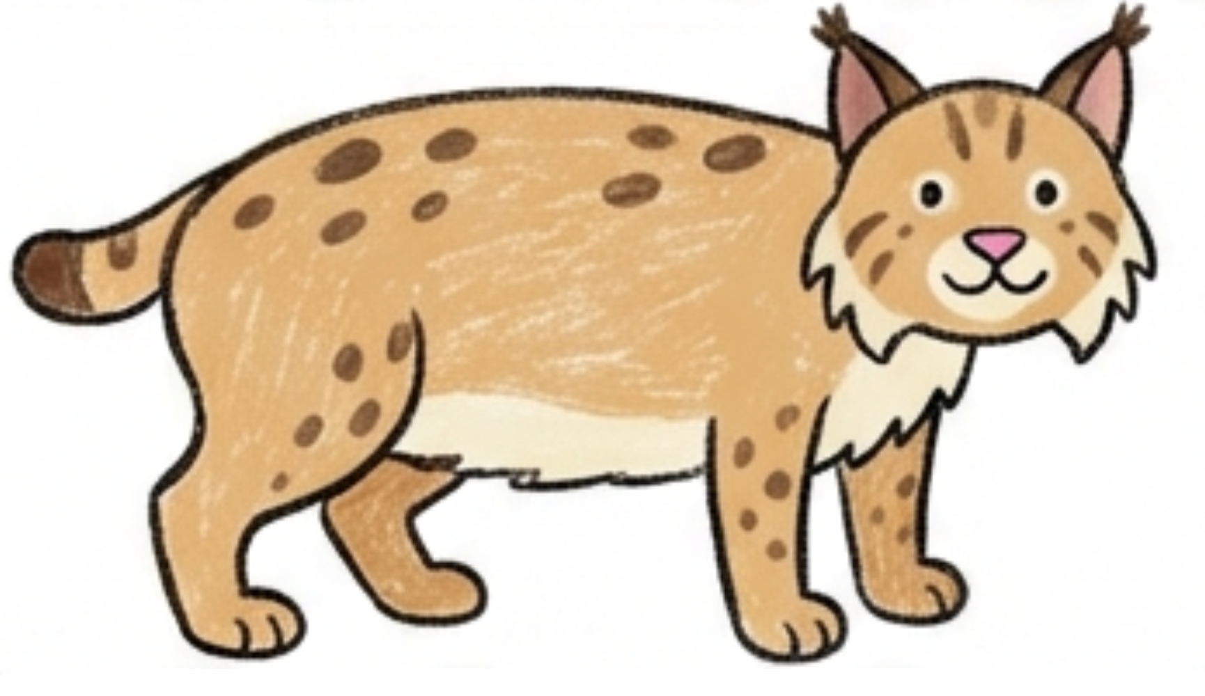 How to Draw a Bobcat Body Step by Step for Beginners
