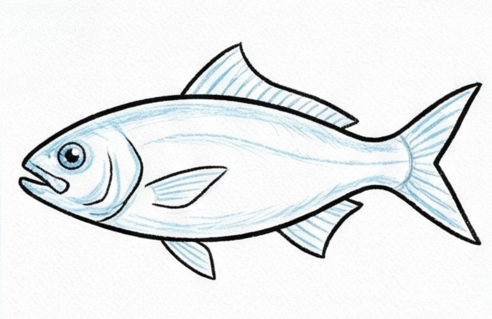 Draw Reference Fish How to draw a Realistic Fish step by step