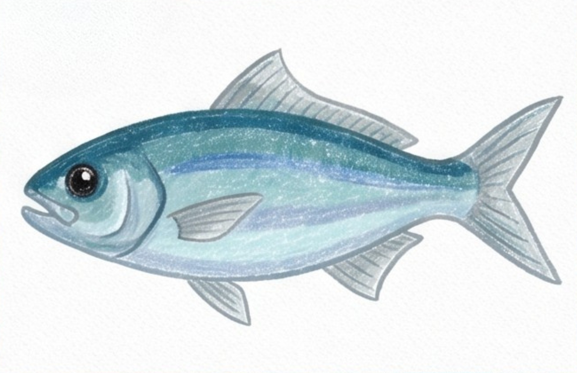 Dynamic Drawing Fish How to draw a Realistic Fish step by step
