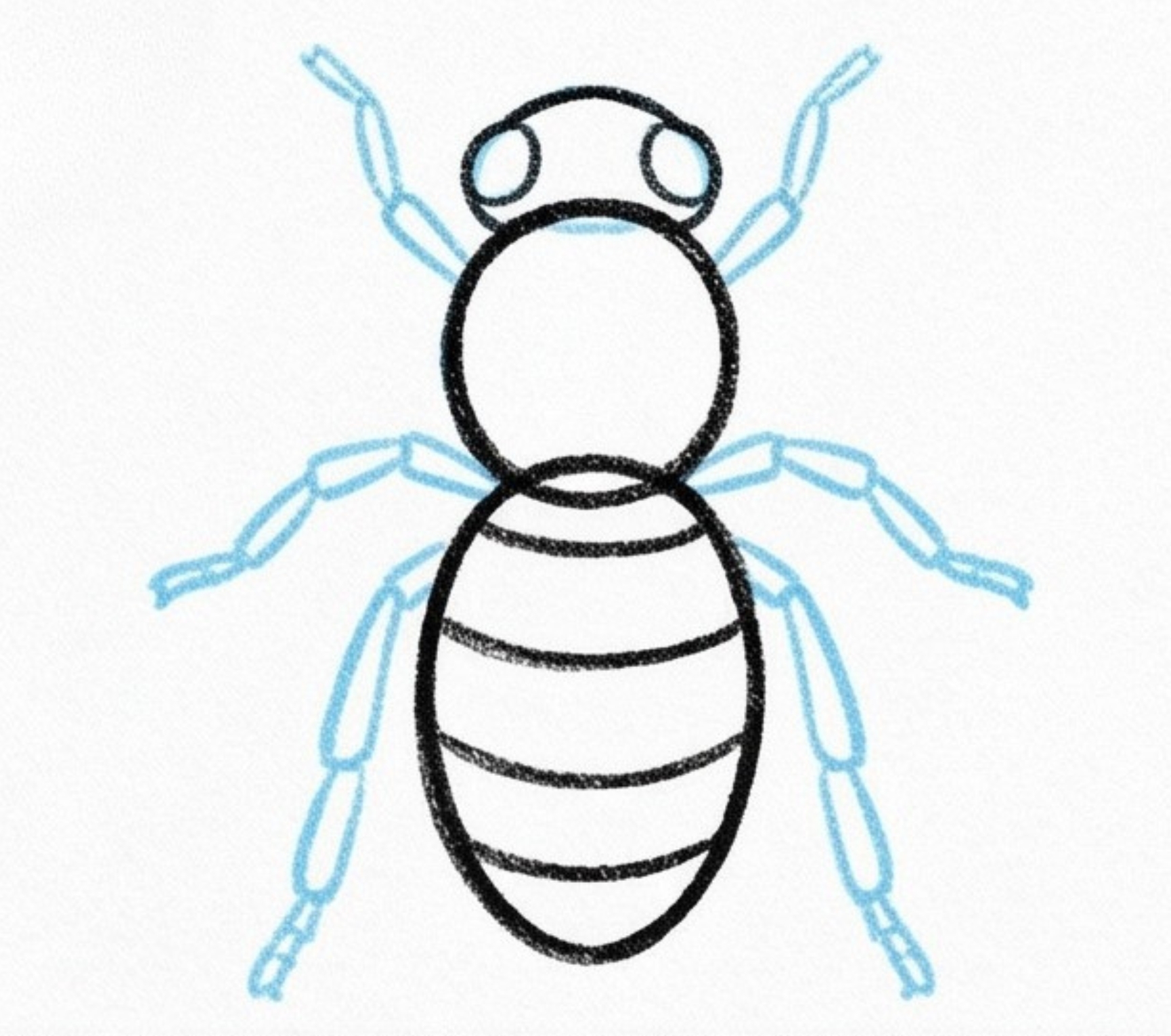 How to Draw a Realistic Bee: Step-by-Step Honey Bee Sketch